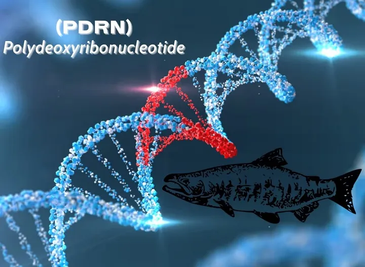 A digital illustration showing a DNA helix, with the words ‘Polydeoxyribonucleotide (PDRN)’ overlaid and a black silhouette of a fish.